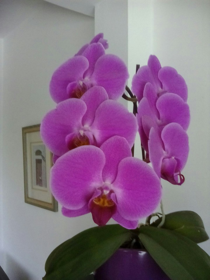 Beautiful flower