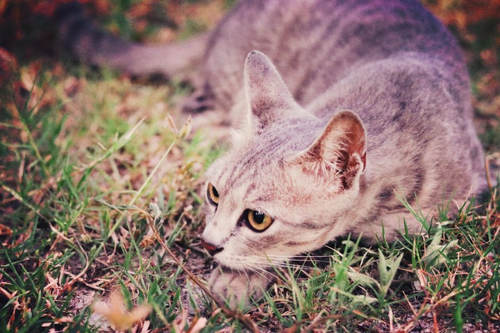 Mystical Eyes