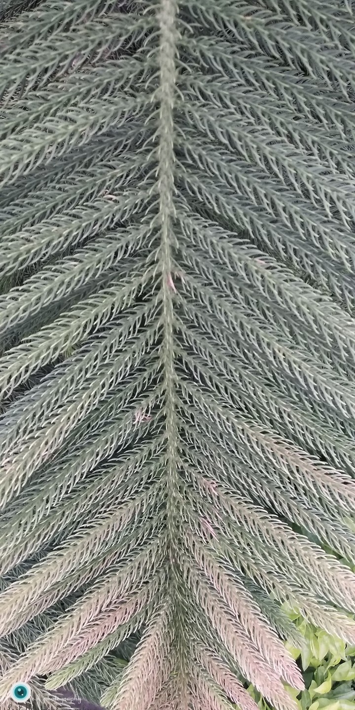 Christmas tree leaf