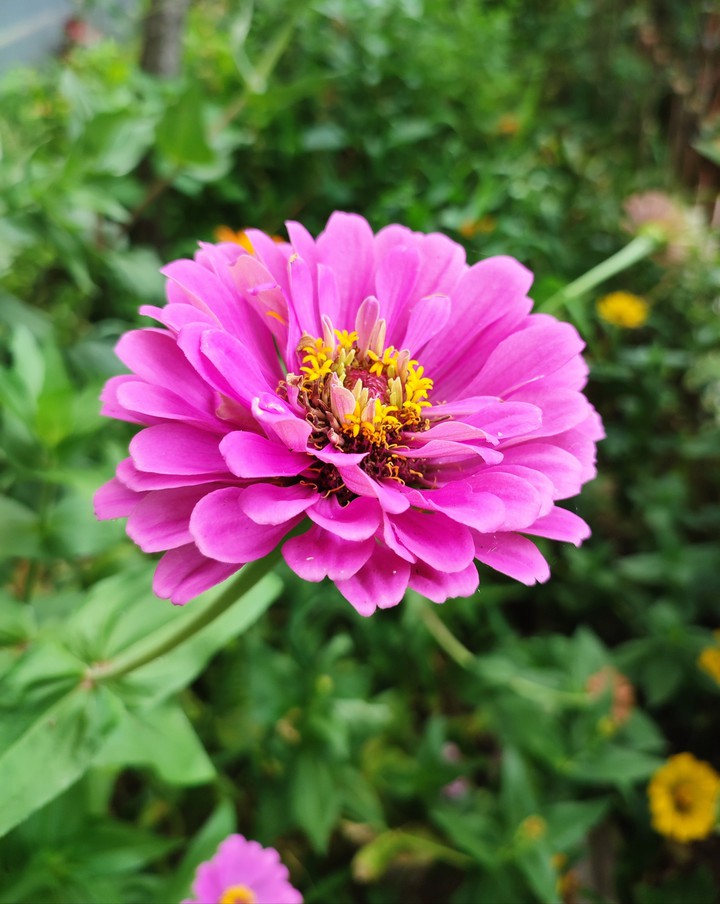 zinnia elegans 3