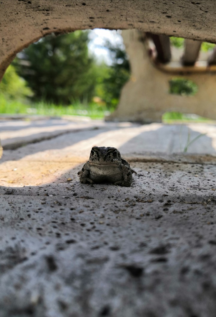 The frog