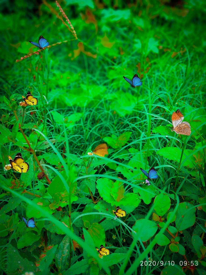 Butterfly