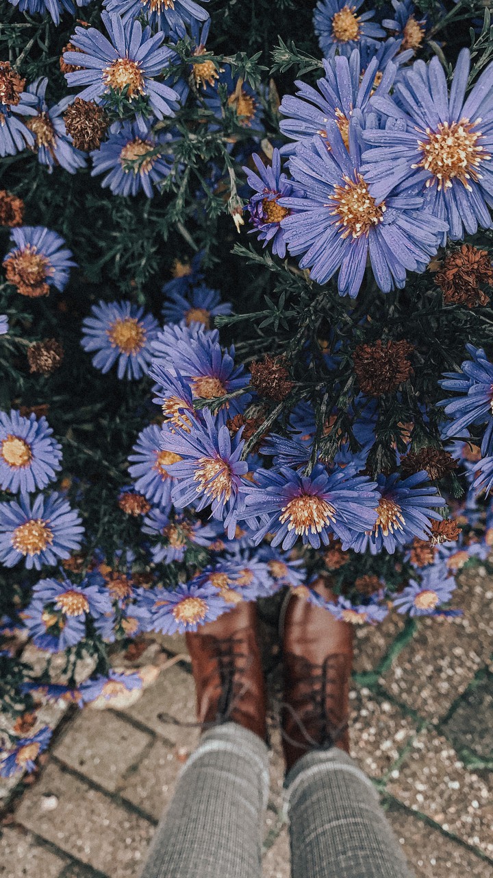 Purple flowers