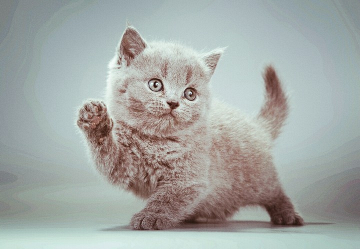 ese gatito es educado