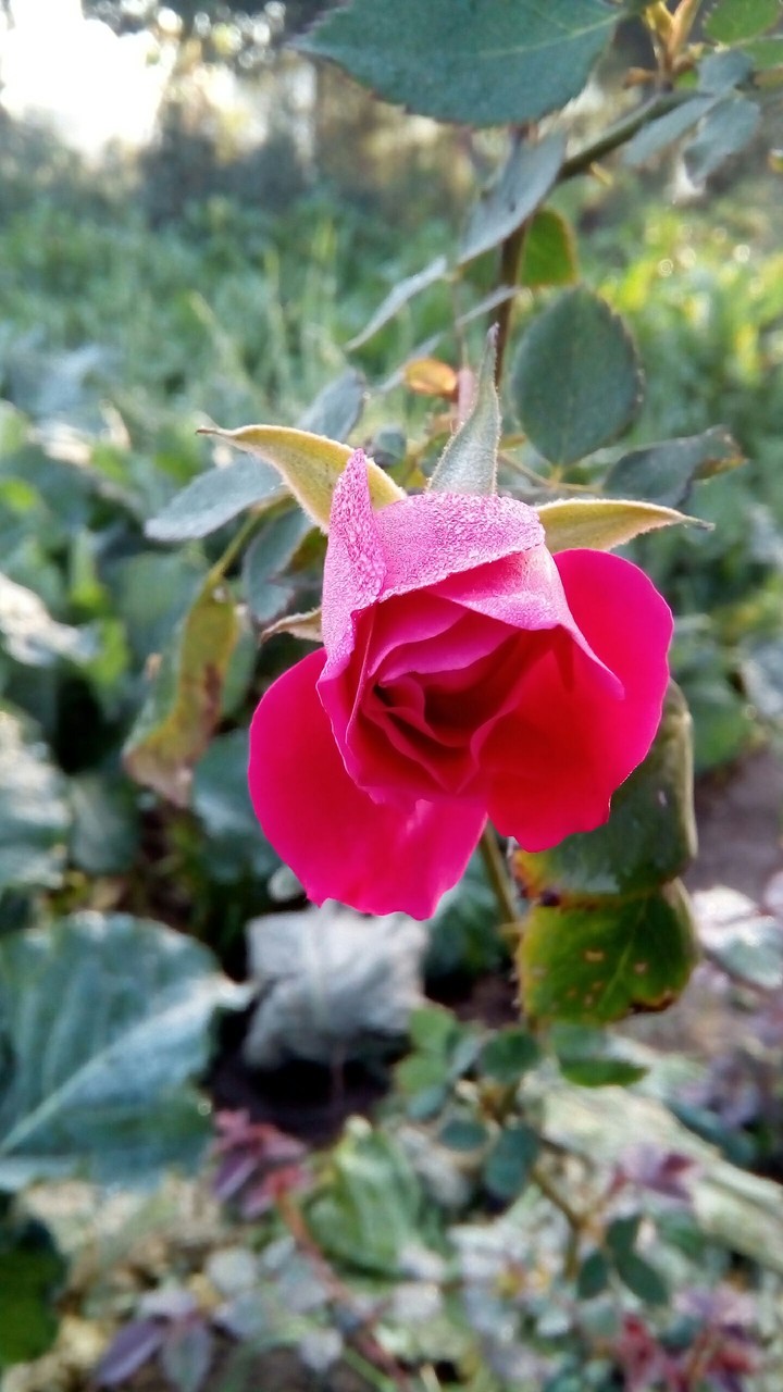 baby Rose