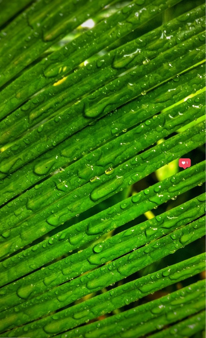 Dew Drops