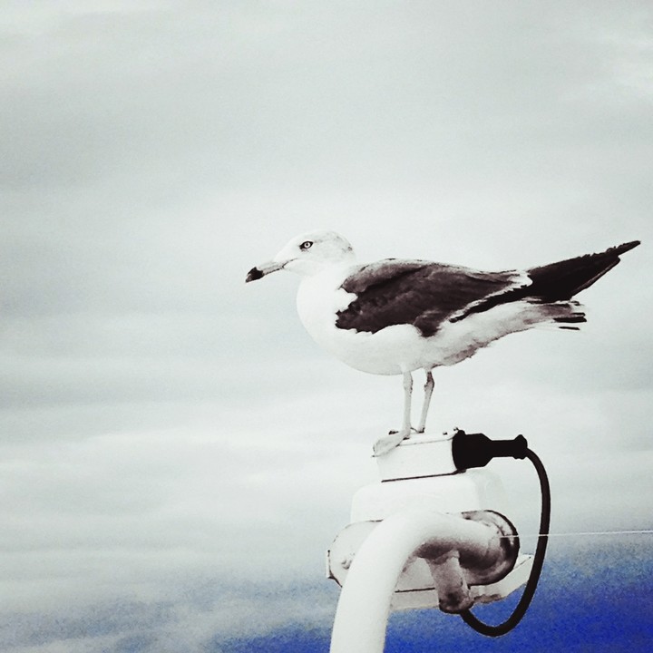 Black-tailed gull