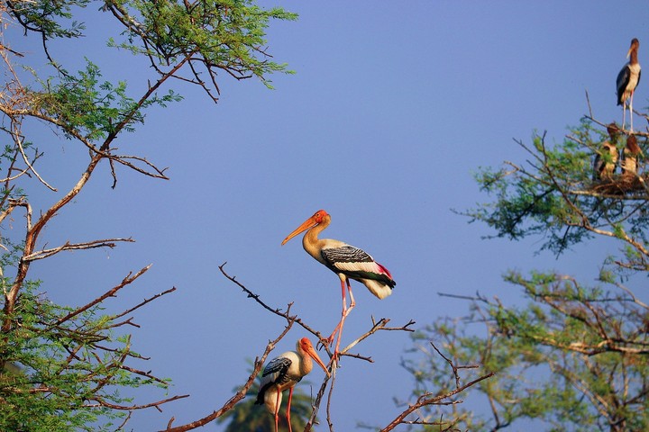 painted stork