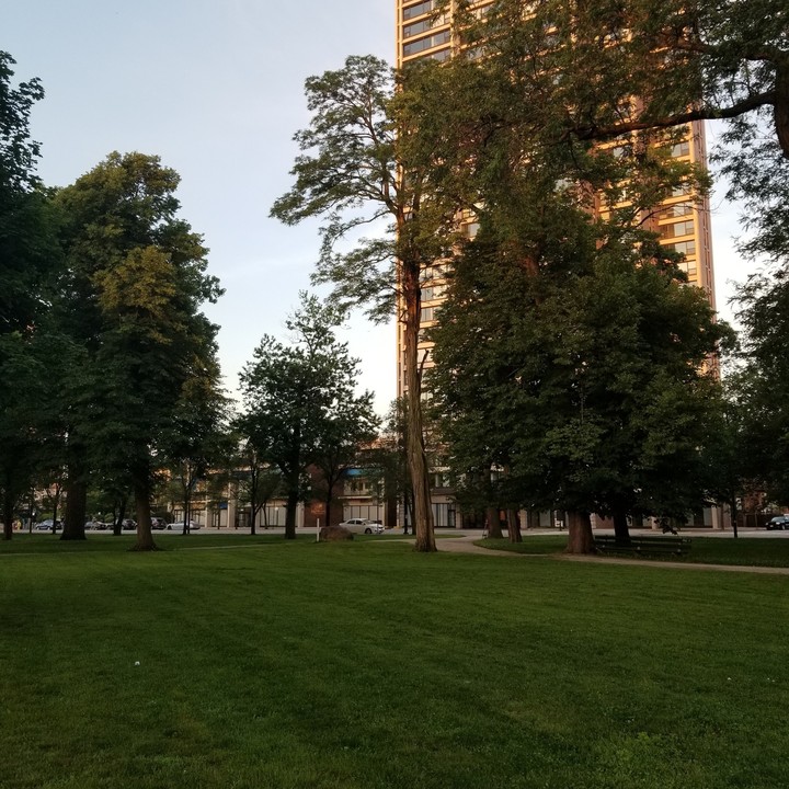 just some trees in Chicago