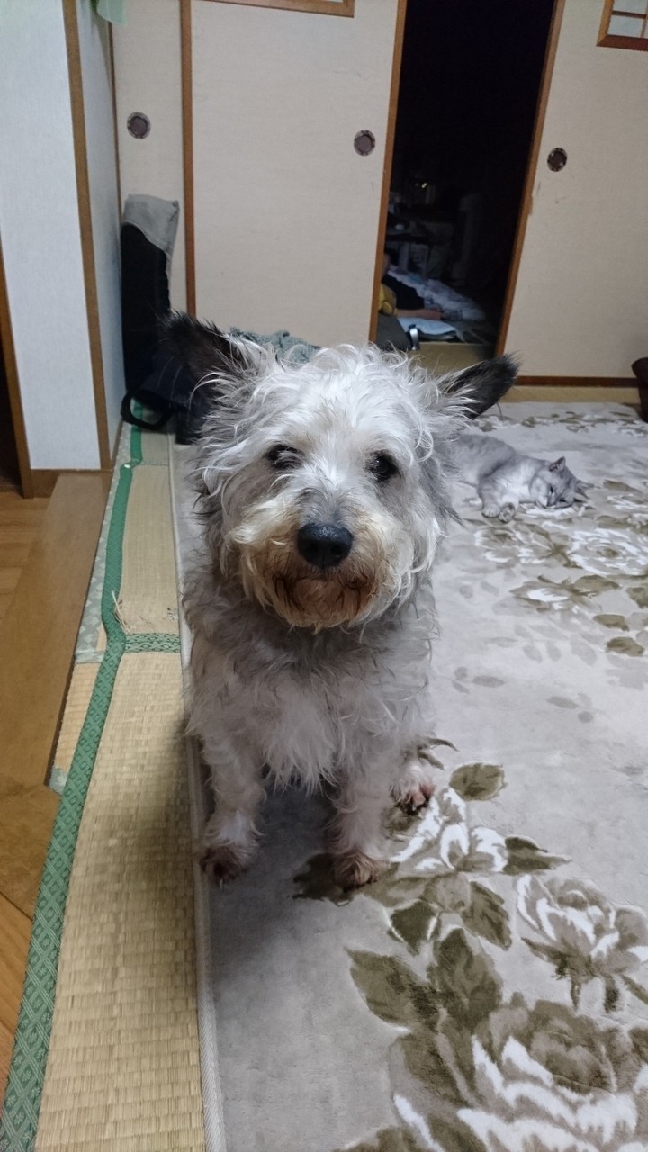 シュナウザー柴犬日本犬ミックス