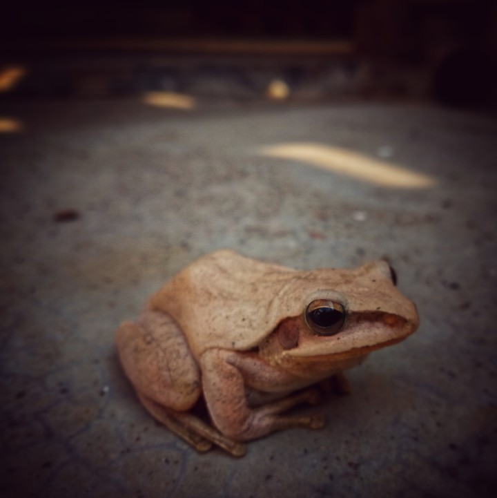 the amphibian