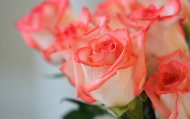 Charming Rose.. ❤️