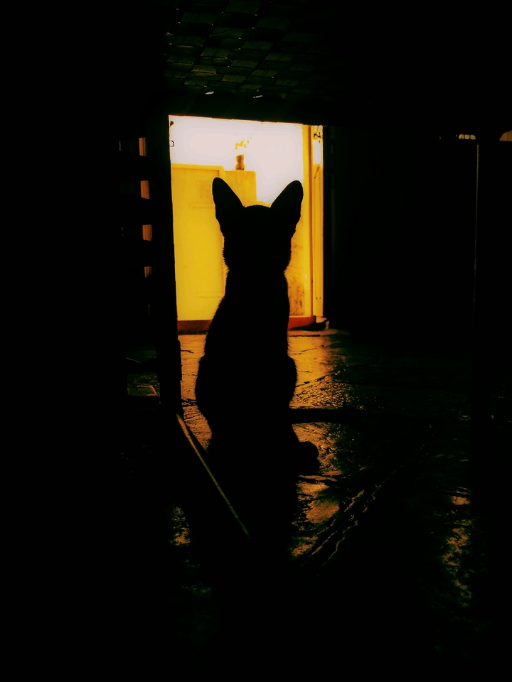 mr cat