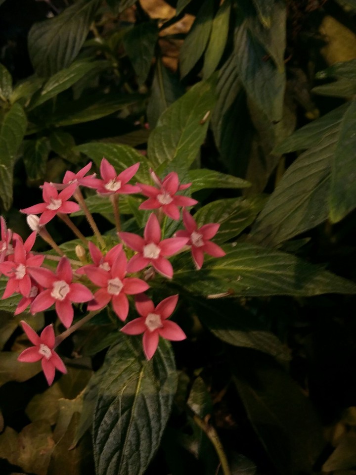 Rosi flowers