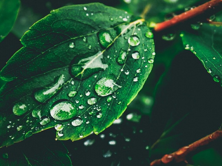 Dew on leaf