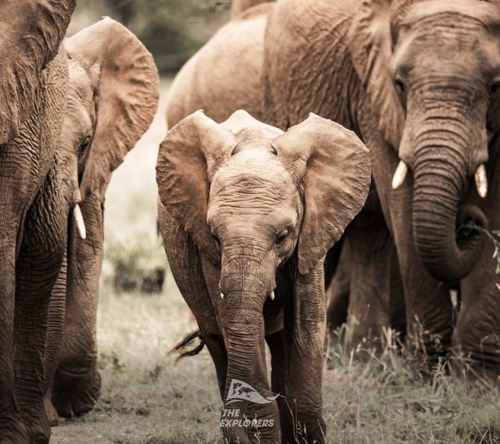 Littile Elephant