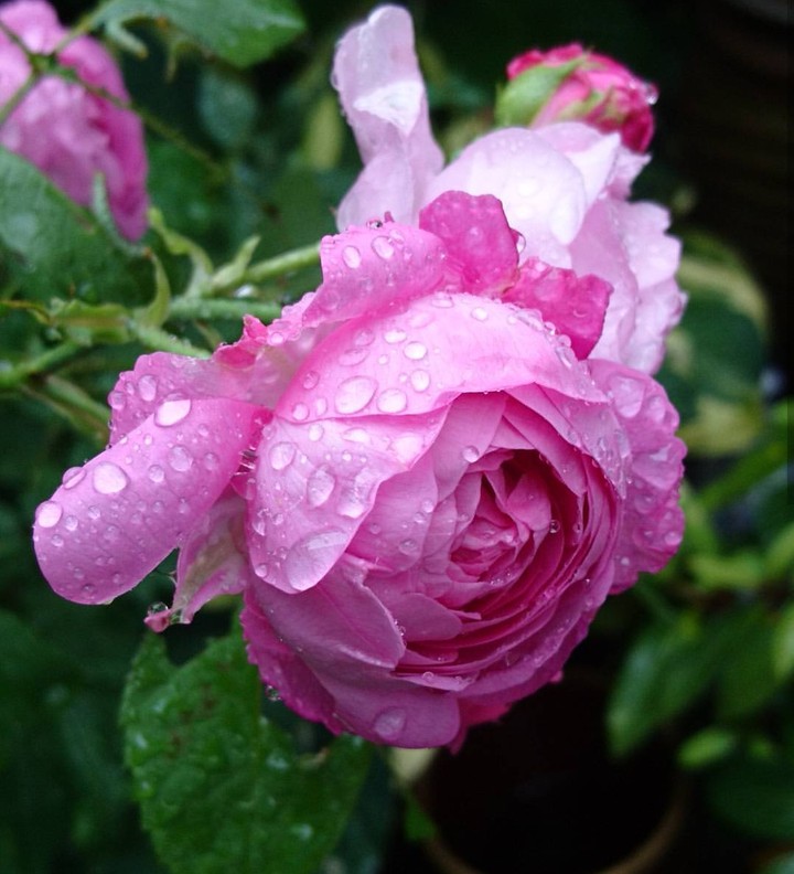 morning dew