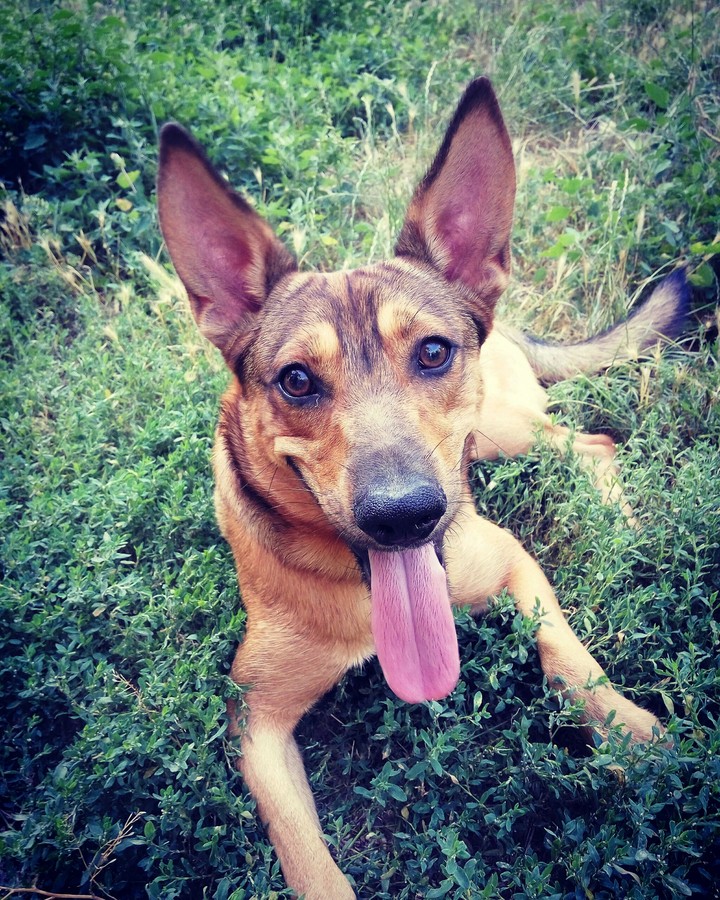 dog