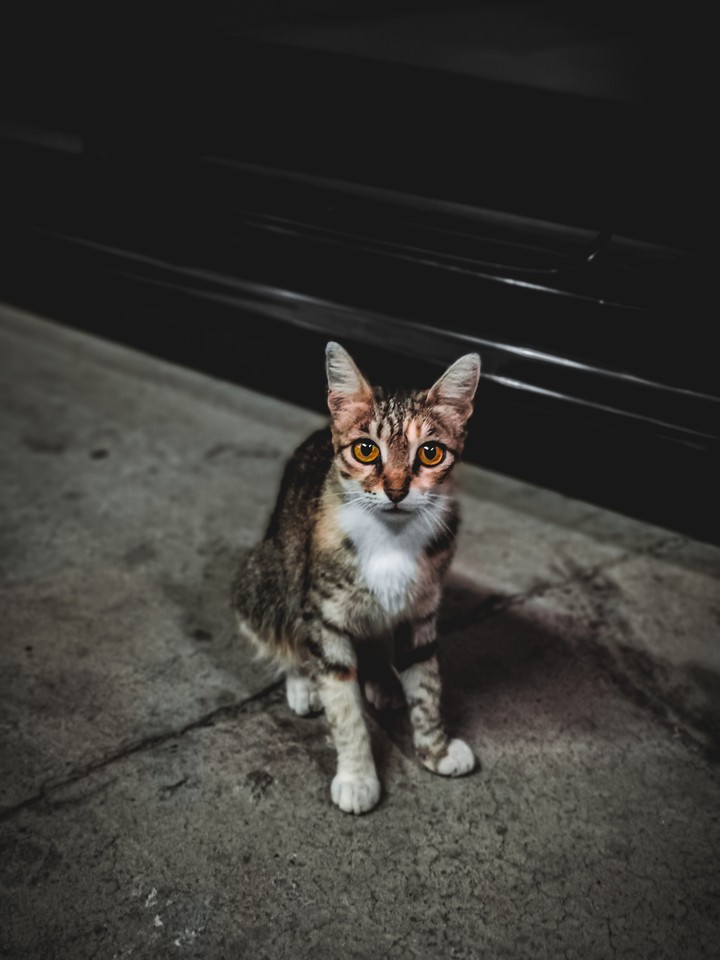 Cat's beauty ?