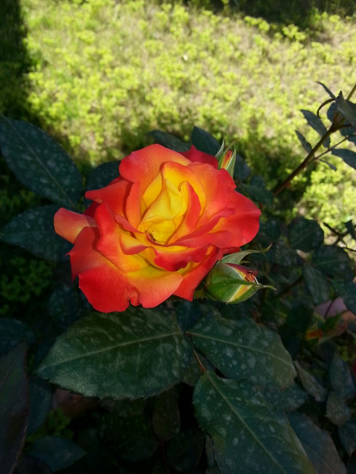 flower#