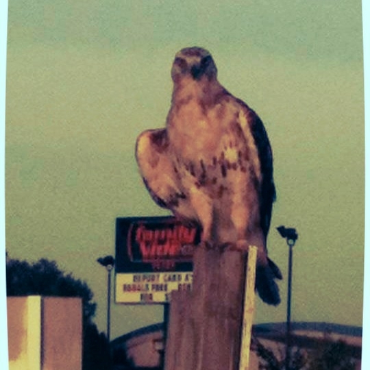 Here is another picture of the Redtail Hawk.