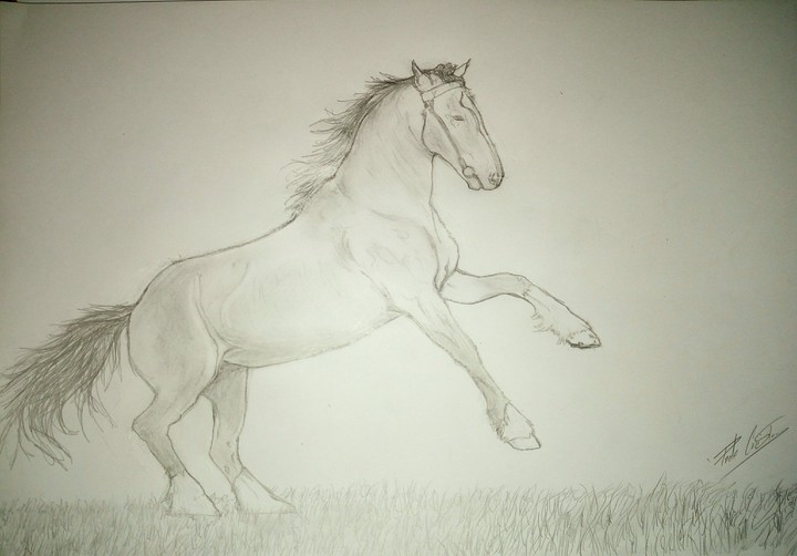 horse