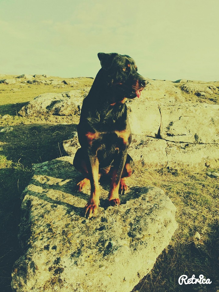 Rottweiler