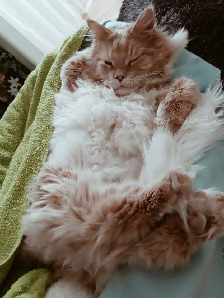 katze