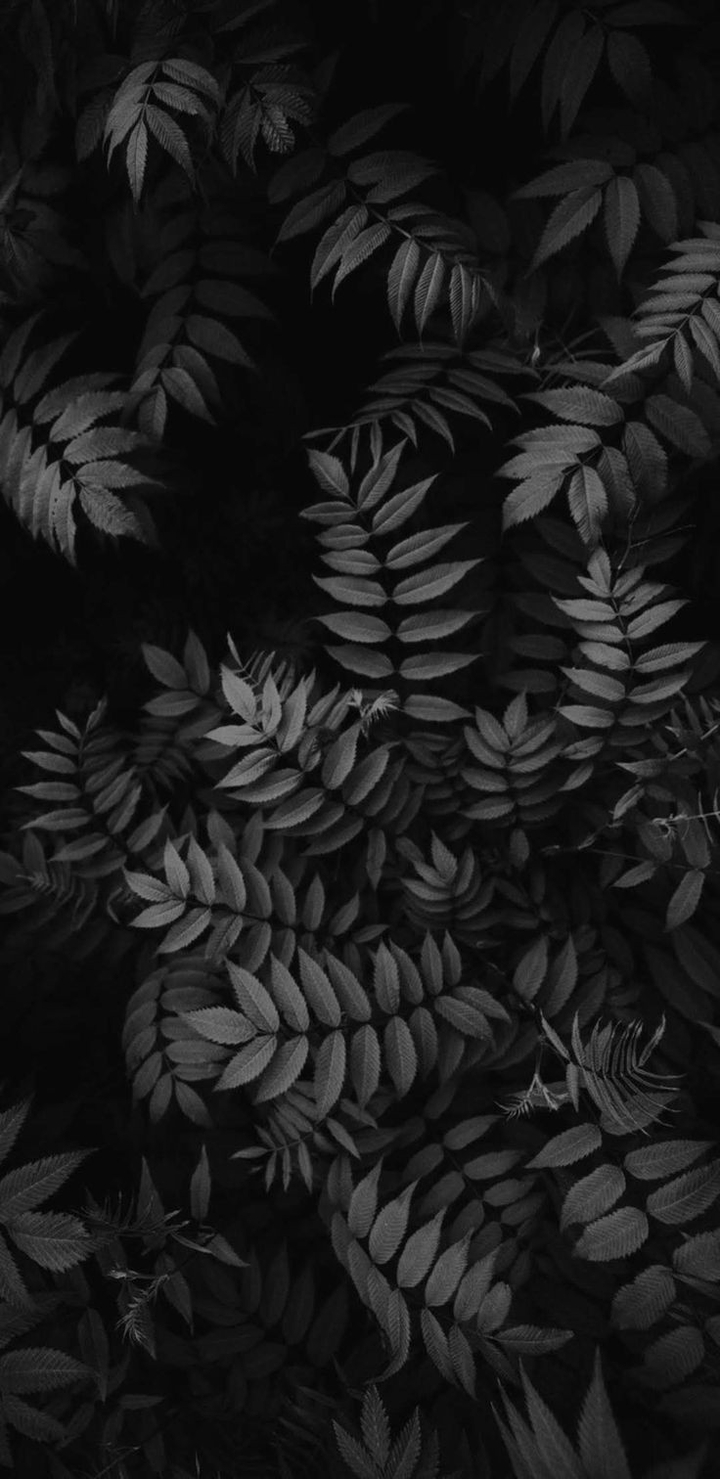 Black plant