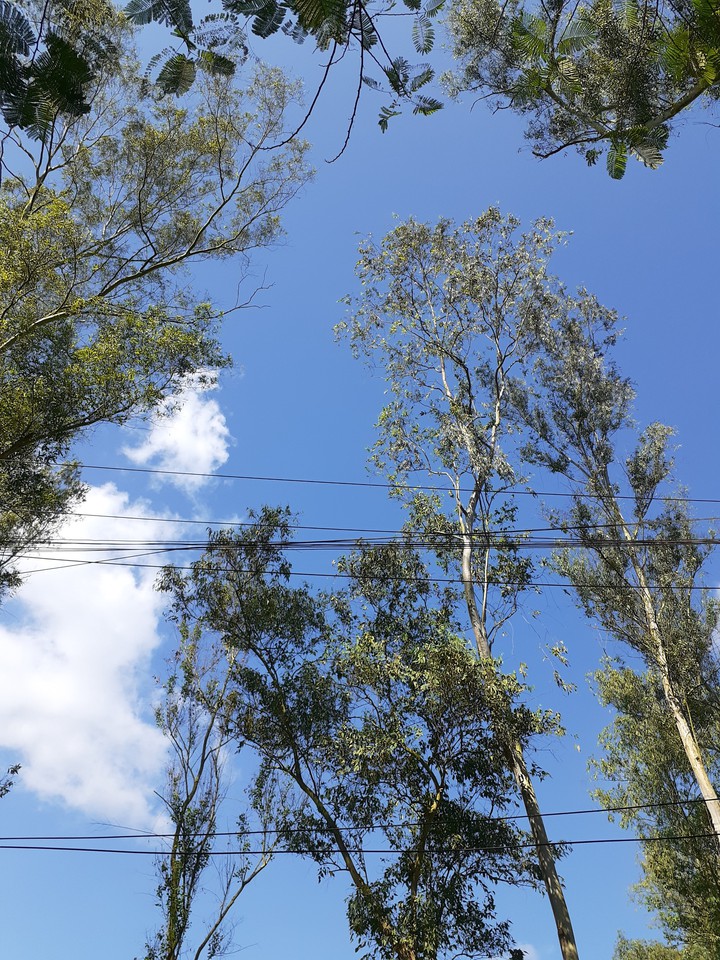 Blue Sky