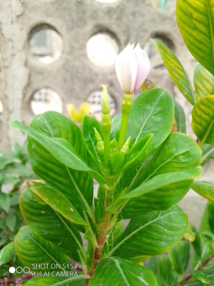 flower
