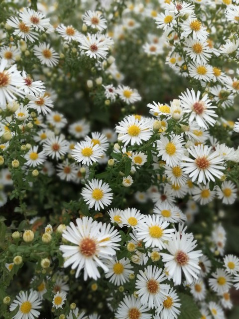 in the garden.