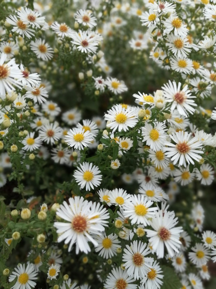in the garden.