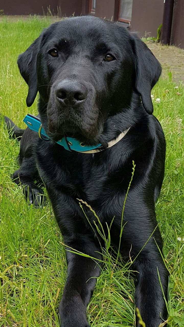 My doggy!