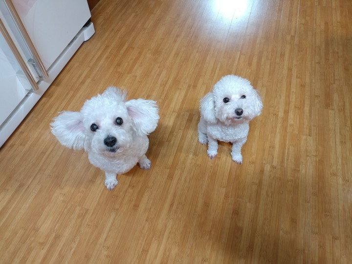 my babies Macgil&Mari