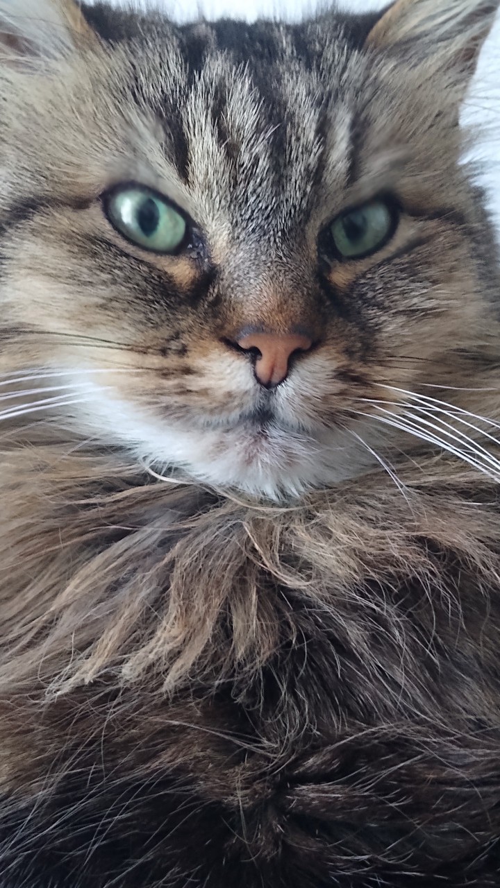 Nala my cat
