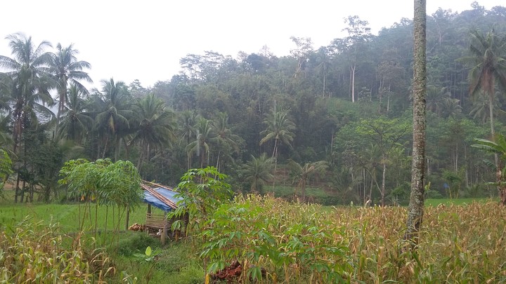 Leaf, Green, Natural_environment