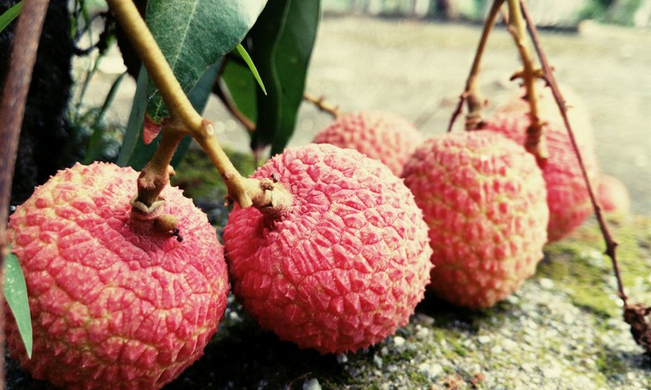 lichi
