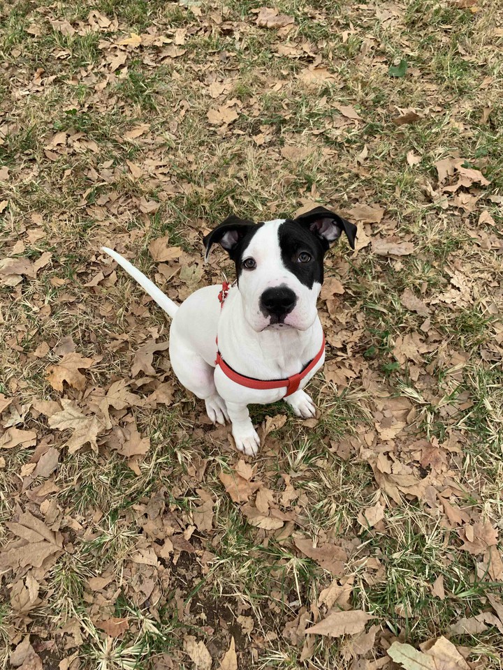 amstaff