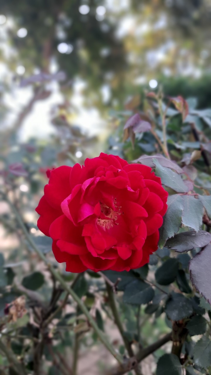 red ruby ❤
