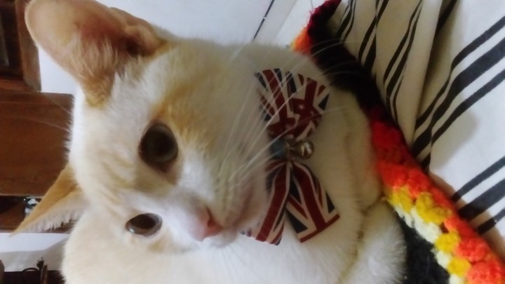 Gato Boris
