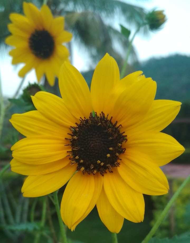 Flower