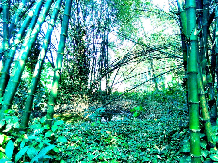tree