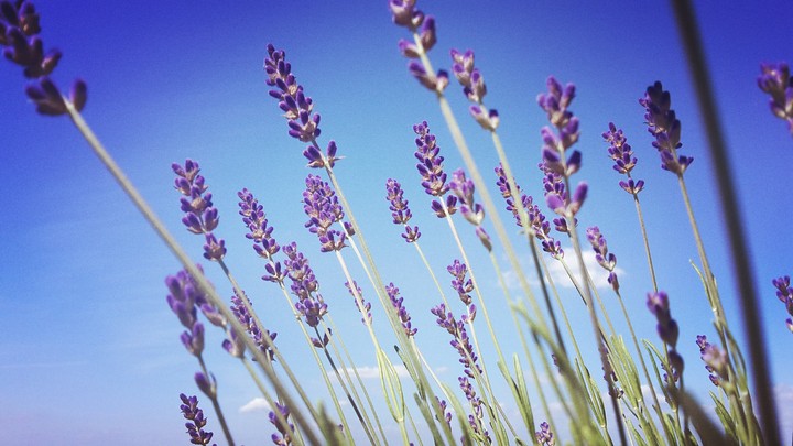 Lavendel