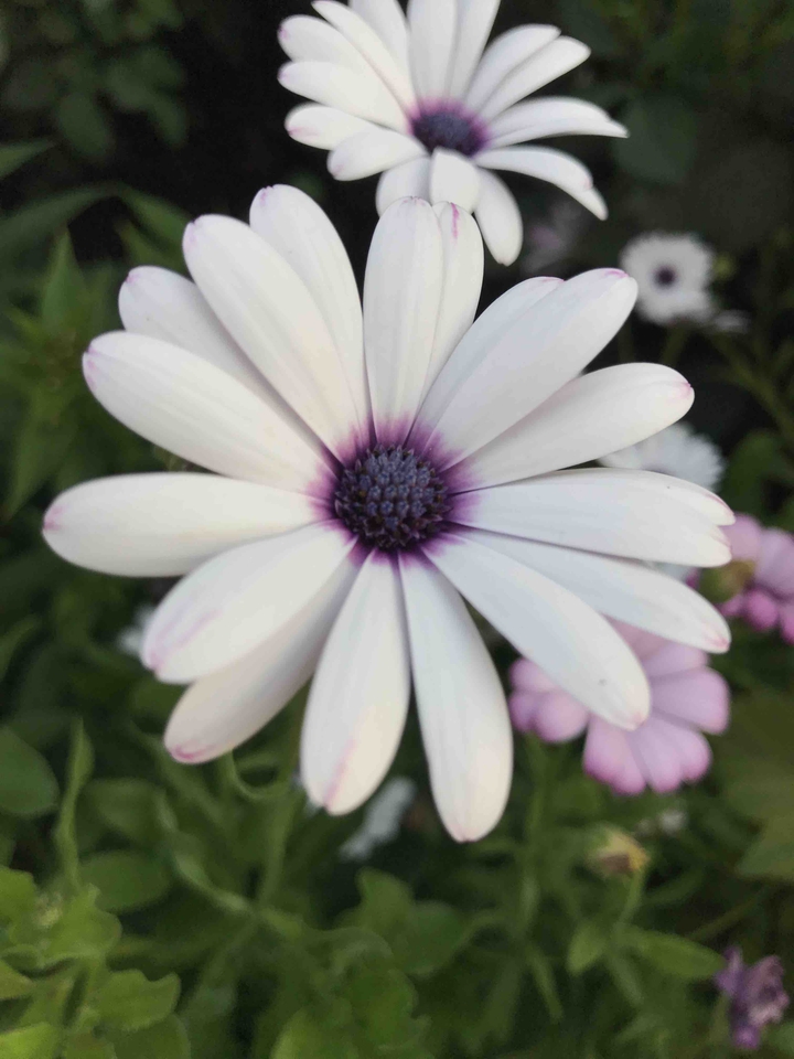 beautiful flower