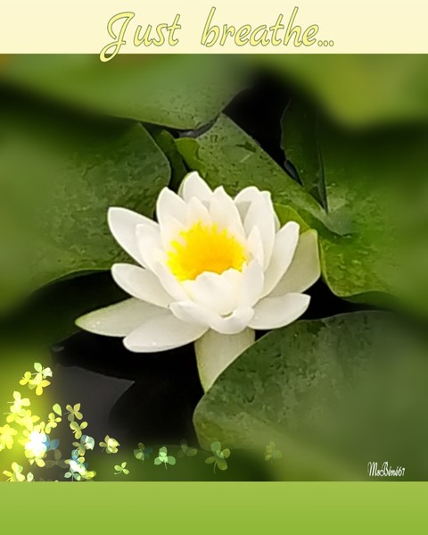 sfondi zenwords, nature
