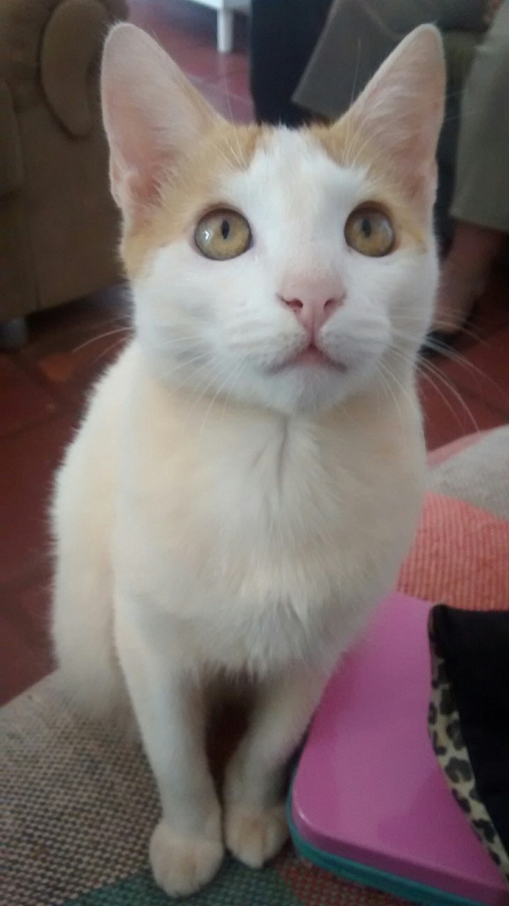 michel