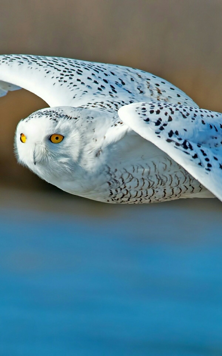 Snowy owl