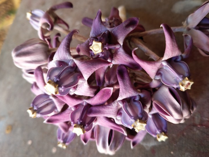 flower