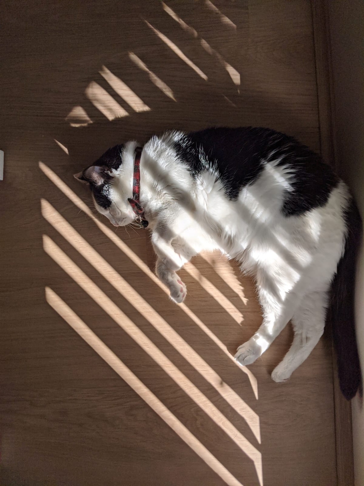trying to be a zebra